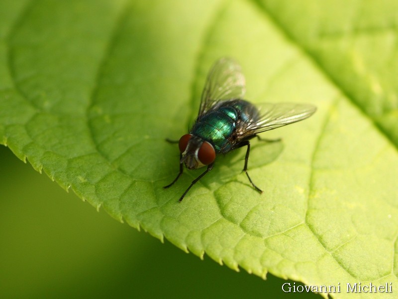 Femmina di Lucilia gruppo caesar/illustris (Calliphoridae)